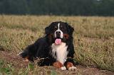 BOUVIER BERNOIS 581